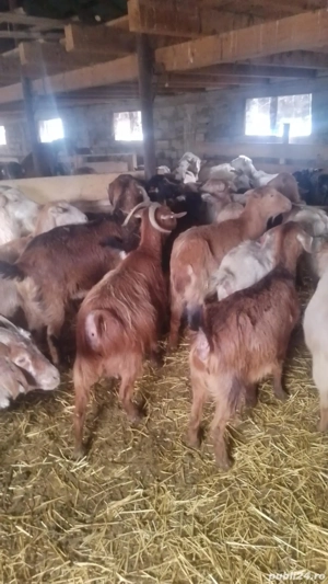 Vând 250 capre gestante tinere  - imagine 2