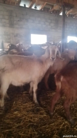 Vând 250 capre gestante tinere  - imagine 4