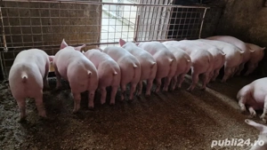 Purcei de carne  - imagine 3