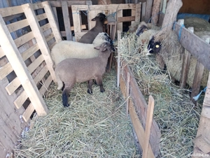 oi tinere cu miei  - imagine 2