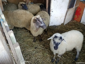 oi tinere cu miei  - imagine 3