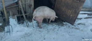 vînd ce se vede  - imagine 2