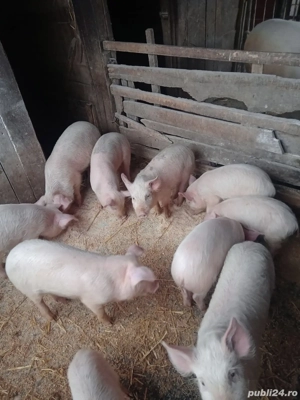 Purcei înțărcați  - imagine 2