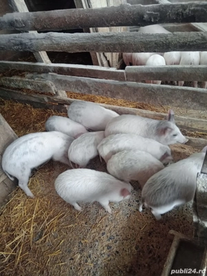 Purcei înțărcați  - imagine 4