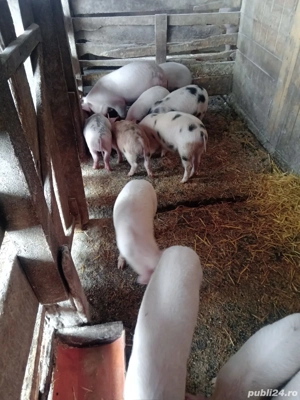 Purcei înțărcați  - imagine 3