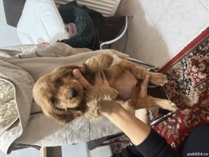 Puiuț Cocker Spaniel  - imagine 2