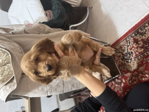 Puiuț Cocker Spaniel  - imagine 3
