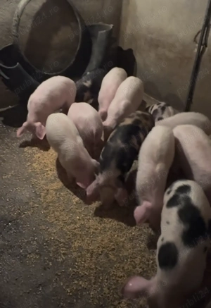 Vand purcei înțărcați - rasa Pietran & Marele Alb  - imagine 3