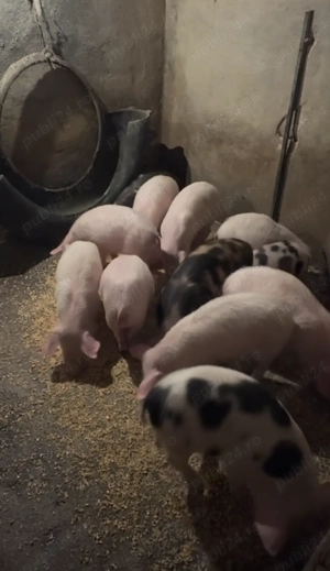 Vand purcei înțărcați - rasa Pietran & Marele Alb  - imagine 4