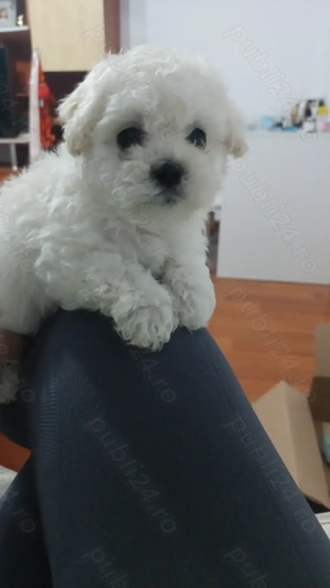 Bichon minitoy  rasă pură 