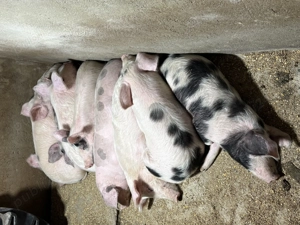 Vand purcei - Pietran & Marele Alb - 35 - 40 kg  - imagine 4