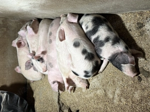 Vand purcei - Pietran & Marele Alb - 35 - 40 kg  - imagine 3