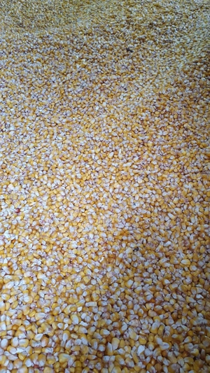 Porumb boabe de vânzare 