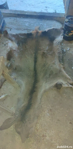 piele de capra de vanzare - imagine 2