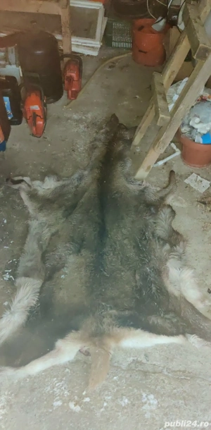 piele de capra de vanzare - imagine 3