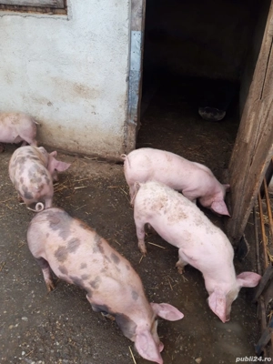 Purcei de vânzare! - imagine 4