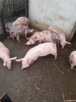 Purcei de vânzare! - imagine 5