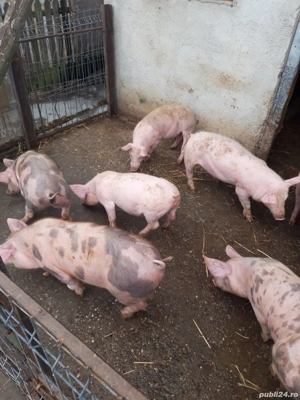 Purcei de vânzare! - imagine 2