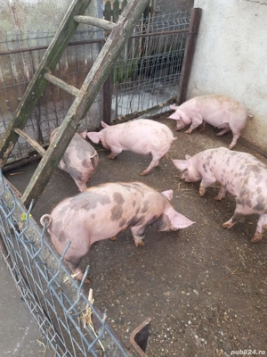 Purcei de vânzare! - imagine 3