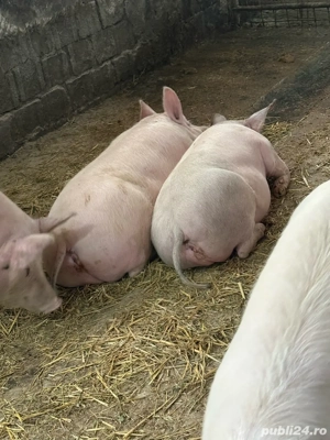 Vand porci de rasa - imagine 3