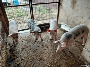 Porci romanesti - imagine 4