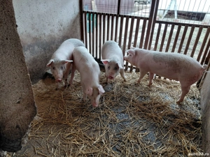 Porci romanesti - imagine 3