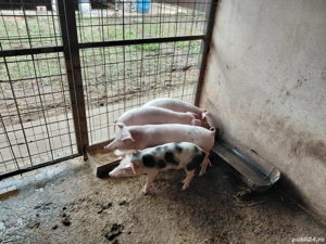 Porci romanesti - imagine 2