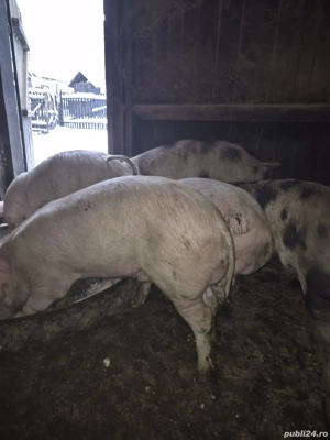 Vand purcel de Pietrain si Marele alb - imagine 4