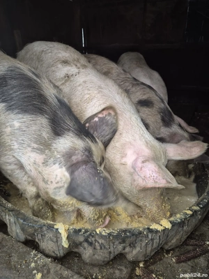 Vand purcel de Pietrain si Marele alb - imagine 2