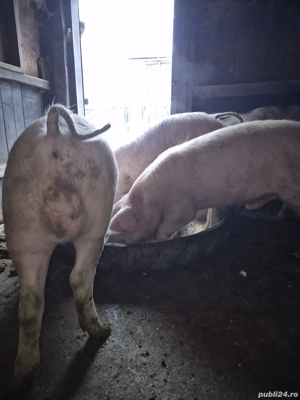 Vand purcel de Pietrain si Marele alb - imagine 3