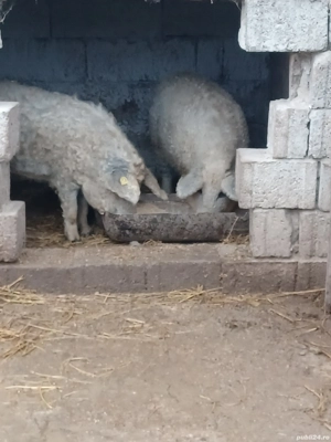 vând purcei mangalița