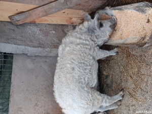 vând purcei mangalița - imagine 2