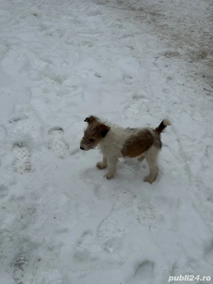 Vand catelusa Fox Terrier