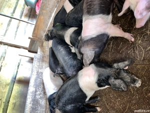 De vânzare purcei bazna 60 70 kg  - imagine 4