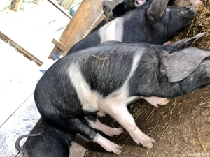 De vânzare purcei bazna 60 70 kg  - imagine 2