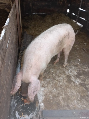 porci de vânzare 