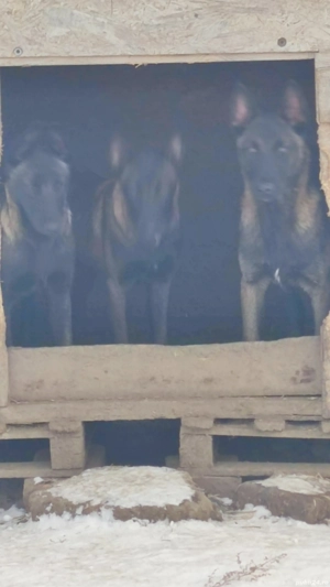 pui Ciobanesc belgian malinois  - imagine 2