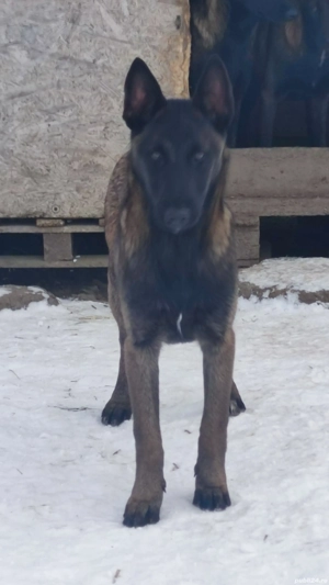 pui Ciobanesc belgian malinois  - imagine 4