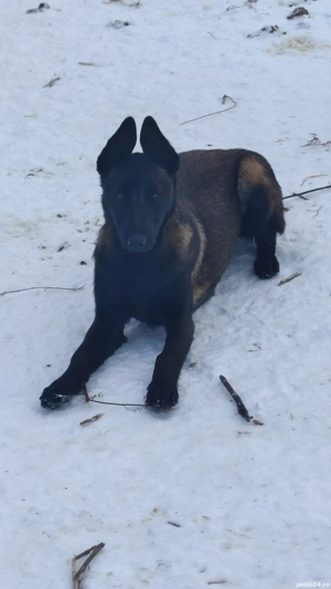 pui Ciobanesc belgian malinois  - imagine 3