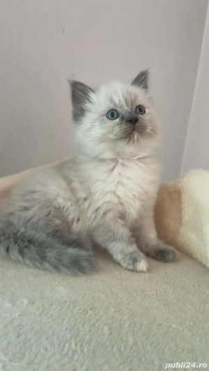 Pisicute Ragdoll - imagine 3