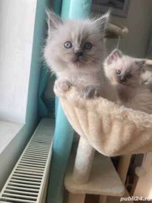 Pisicute Ragdoll - imagine 4