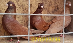 Vand porumbei jucatori galateni pana simpla . 6 buc. - imagine 5