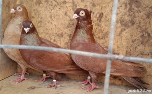 Vand porumbei jucatori galateni pana simpla . 6 buc.