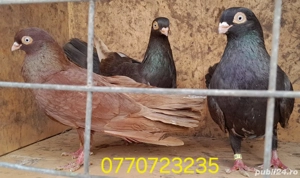 Vand porumbei jucatori galateni pana simpla . 6 buc. - imagine 4