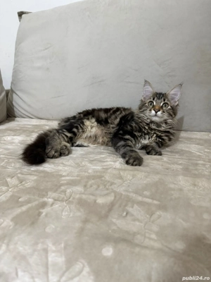 Maine coon băieței și fetițe  - imagine 2