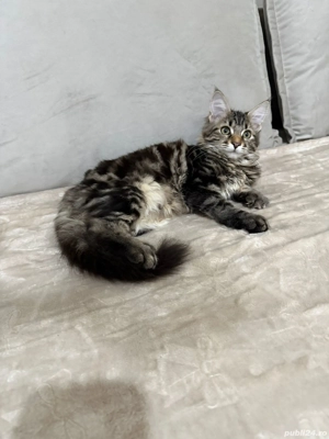 Maine coon băieței și fetițe 