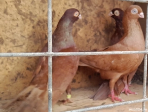 Vand porumbei jucatori galateni pana simpla . 6 buc. - imagine 3