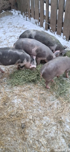 Vând purcei  - imagine 3