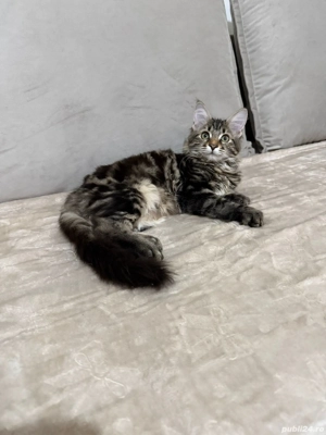 Maine coon băieței și fetițe  - imagine 5
