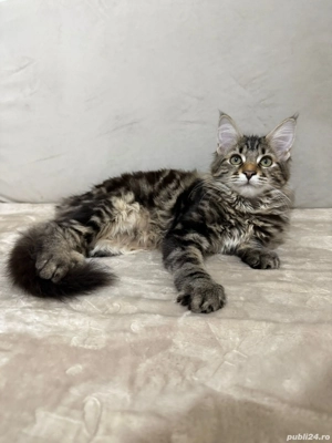 Maine coon băieței și fetițe  - imagine 4